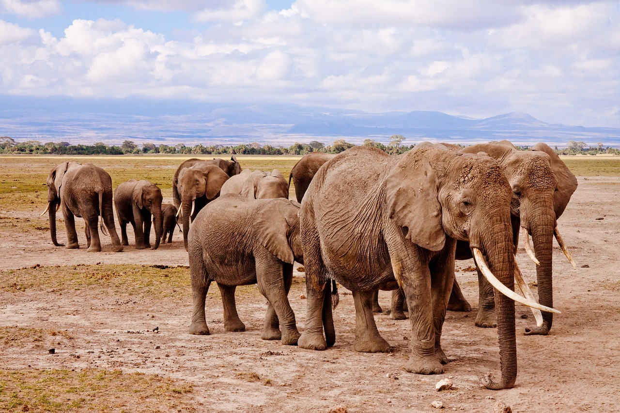 1 https://www.safariventures.com/wp-content/uploads/1-73.jpg