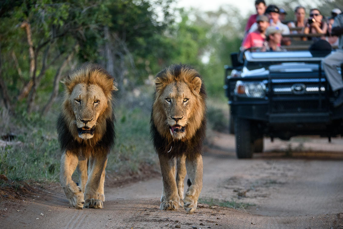 https://www.safariventures.com/wp-content/uploads/119859960_3681579841860570_3619272207823981510_n.jpg