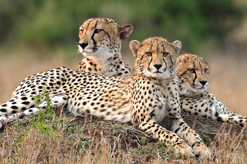 Serengeti Safari Experience Tour