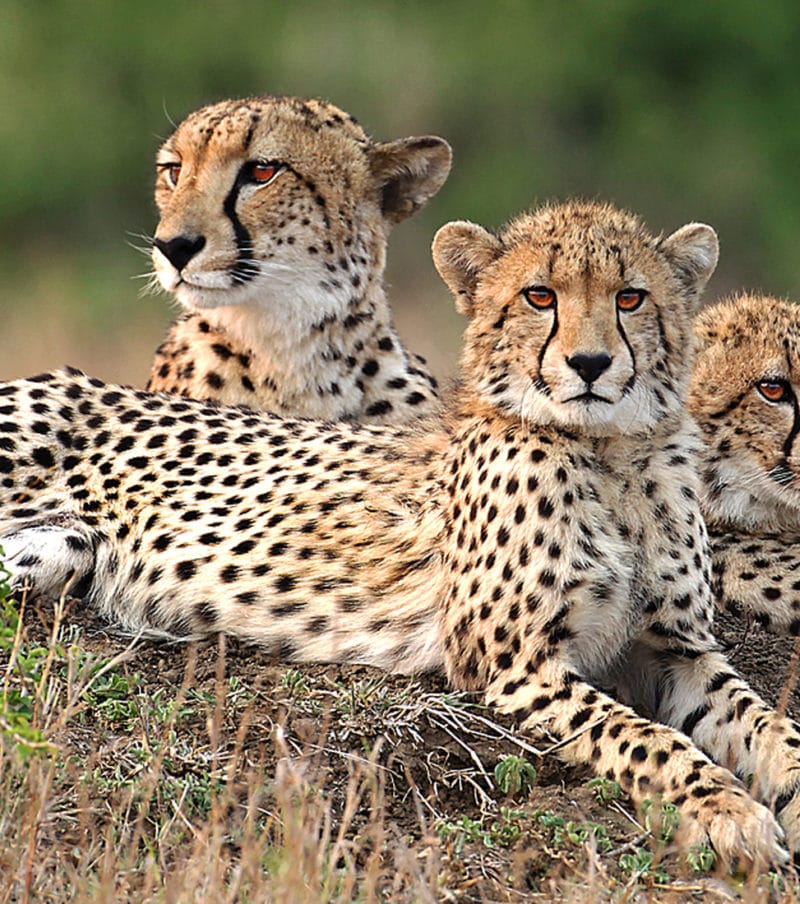 Serengeti Safari Experience Tour