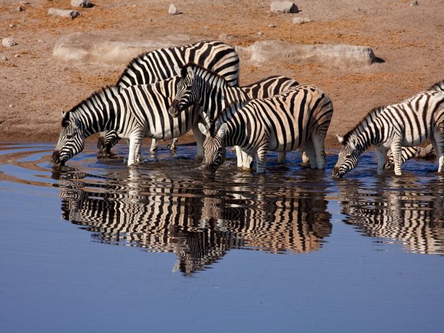 Best Time to Go On An African Safari