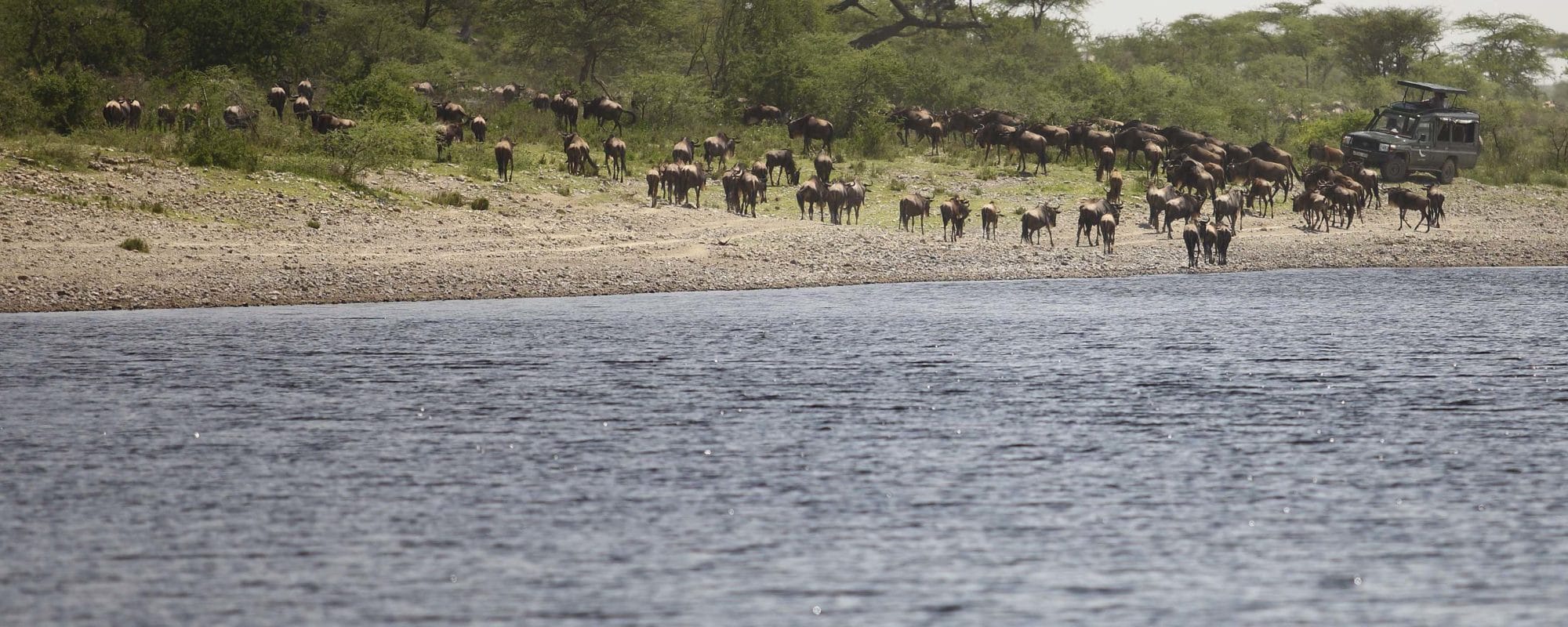 Serengeti Game Drive