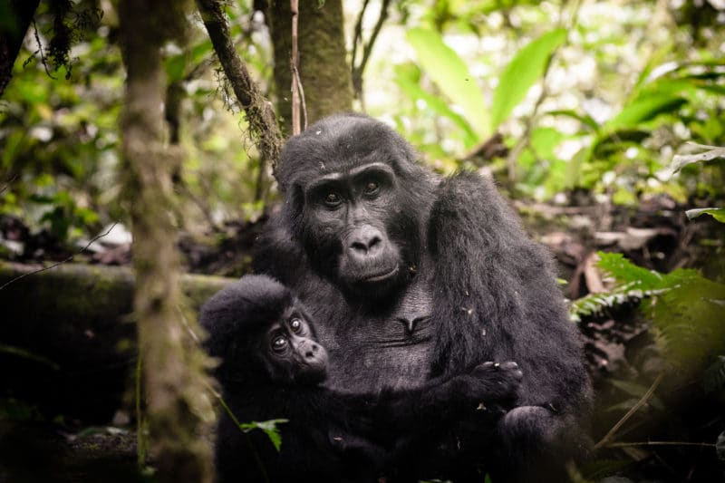 Uganda Gorilla Experience (Gorilla Trekking) Tour