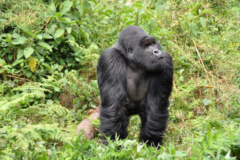 Gorilla and Chimp Trek in Rwanda Tour
