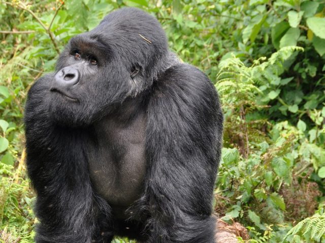 Gorilla Trekking Itineraries: Rwanda vs Uganda, Permits, and How to Build the Trip