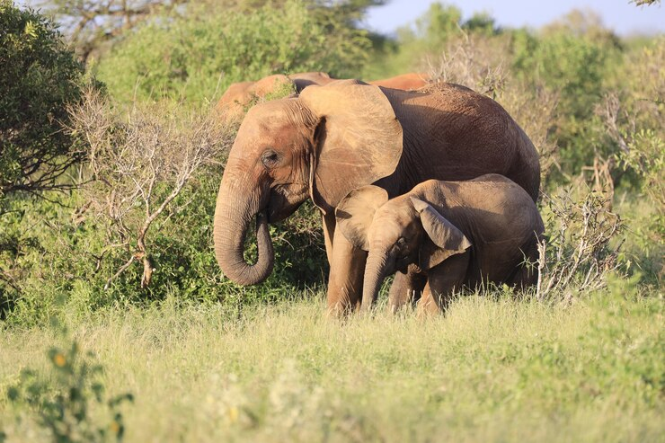 https://www.safariventures.com/wp-content/uploads/22.png