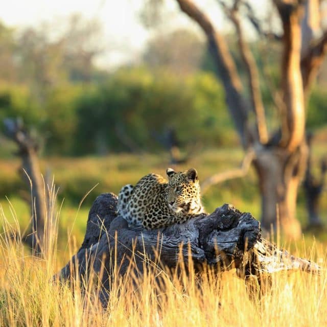 44031739_2216395128379056_409890384282386432_n https://www.safariventures.com/wp-content/uploads/44031739_2216395128379056_409890384282386432_n-1-640x640.jpg