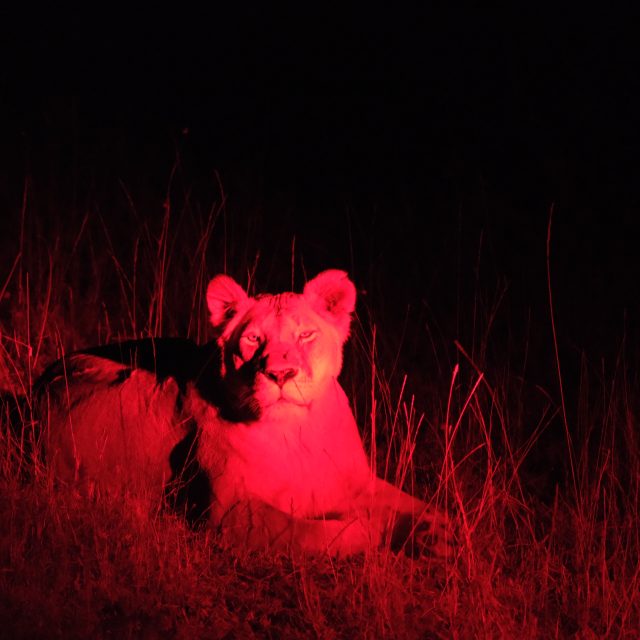 74A63A2C-FE6D-44CF-93C7-8DA118FFDAD2-344-0000005F1C585FFB https://www.safariventures.com/wp-content/uploads/74A63A2C-FE6D-44CF-93C7-8DA118FFDAD2-344-0000005F1C585FFB-640x640.jpg