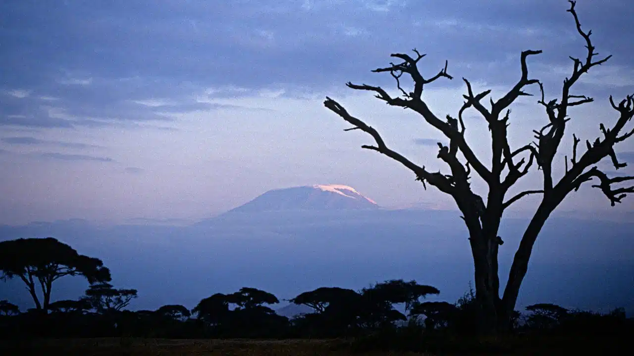 Amboseli-National-Park-The-Land-of-Giants-Under-Kilimanjaros-Shadow-1280x720 Snow-capped Mount Kilimanjaro glows at dusk above the silhouettes of acacia trees in Amboseli National Park, Kenya.