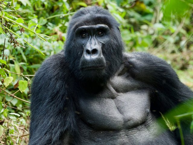 Gorilla Trekking in Rwanda: What to Expect in Volcanoes National Park