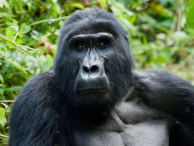 Gorilla Trekking in Rwanda: What to Expect in Volcanoes National Park