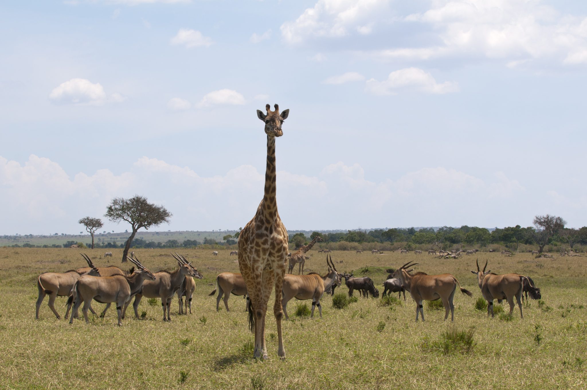 Masai Giraffe (Giraffa camelopardalis) and gazelles, Masai Mara, Kenya A giraffe in the Masai Mara