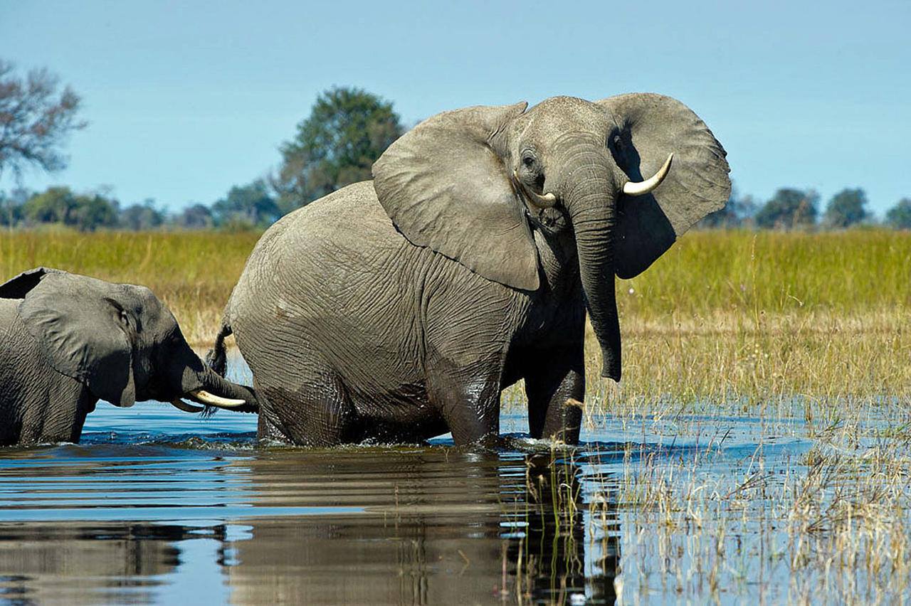 Chobe 1 https://www.safariventures.com/wp-content/uploads/Chobe-1.jpg