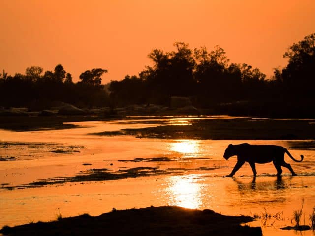 African Safari Cost from USA: Full 2026 Breakdown