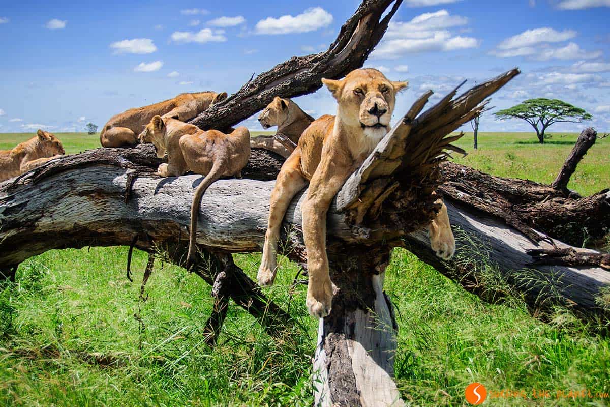 DSC0684 https://www.safariventures.com/wp-content/uploads/DSC0684-1.jpg