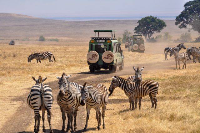 Game Drive 1 https://www.safariventures.com/wp-content/uploads/Game-Drive-1-640x425.jpg