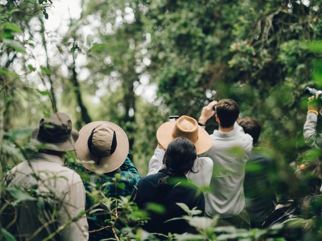 Uganda Safari: Gorillas, Chimps and Tree-Climbing Lions