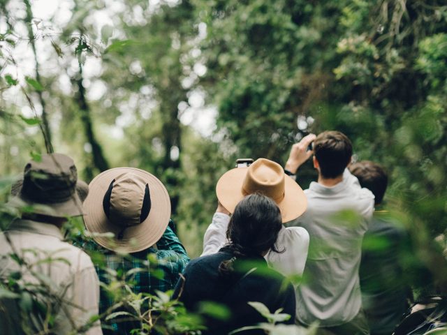 Uganda Safari: Gorillas, Chimps and Tree-Climbing Lions