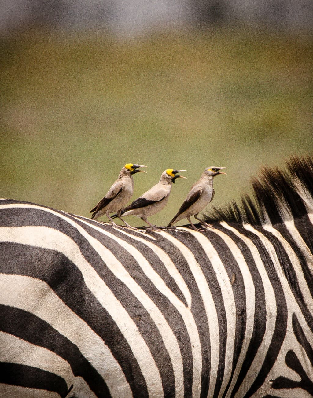 birds on zebra https://www.safariventures.com/wp-content/uploads/HOP7861.jpg