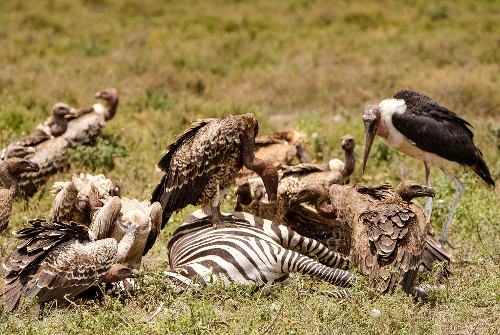 Safari Ventures https://www.safariventures.com/wp-content/uploads/HOP7885.jpg