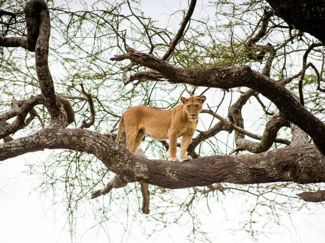 Kenya Safari: The Complete Guide to the Mara, Conservancies and Beyond