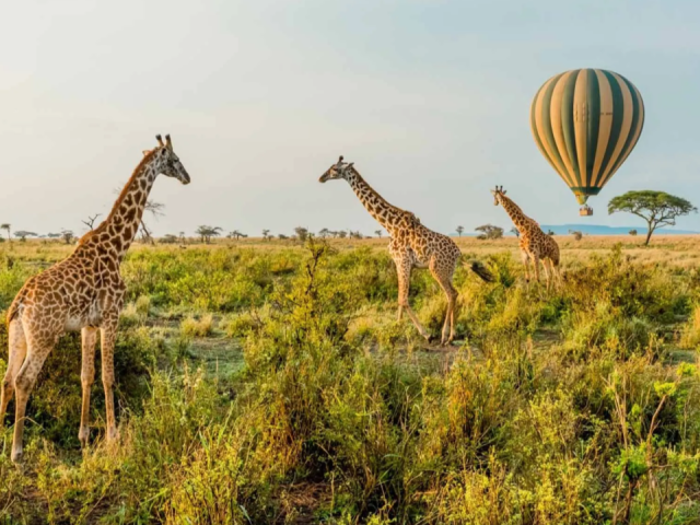 The Complete East Africa Safari Experience That Covers Both Kenya and Tanzania in One Trip