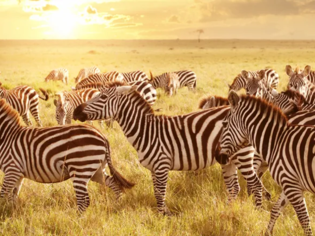 How to Handle Border Crossings and Documentation for Kenya–Tanzania Safari Travel