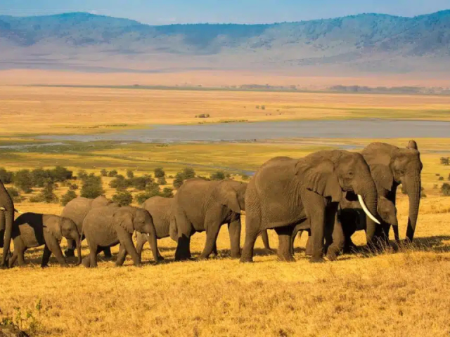Inside Africa’s Garden of Eden Where 25,000 Animals Live Trapped in Paradise