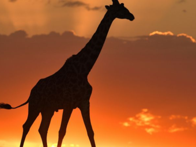The Ultimate East Africa Safari That Eliminates the Need to Choose Between Countries