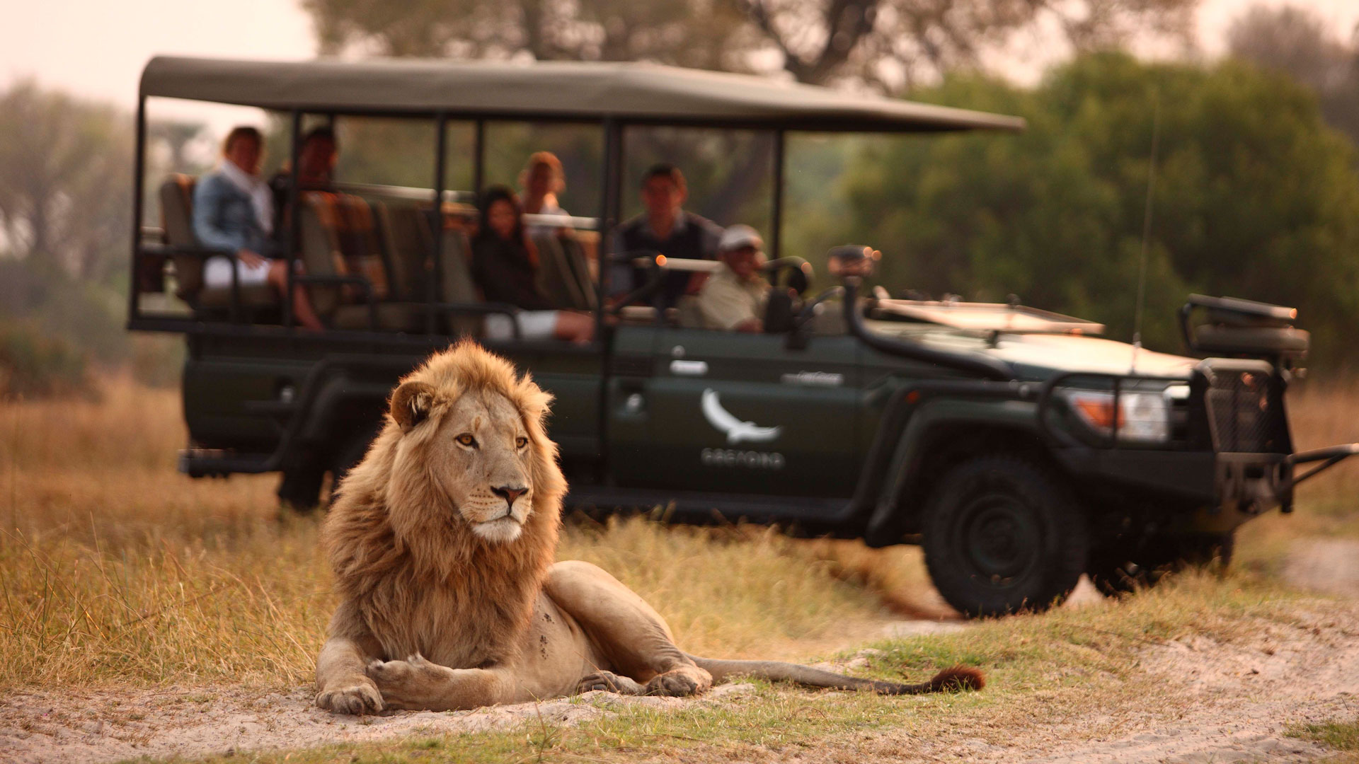Male-Lion-in-a-typical-scene-on-a-game-drive https://www.safariventures.com/wp-content/uploads/Male-Lion-in-a-typical-scene-on-a-game-drive.jpg
