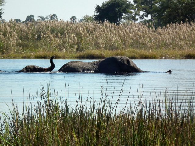 Botswana Safari Seasons Explained: A Month-by-Month Guide to Okavango, Chobe & the Pans