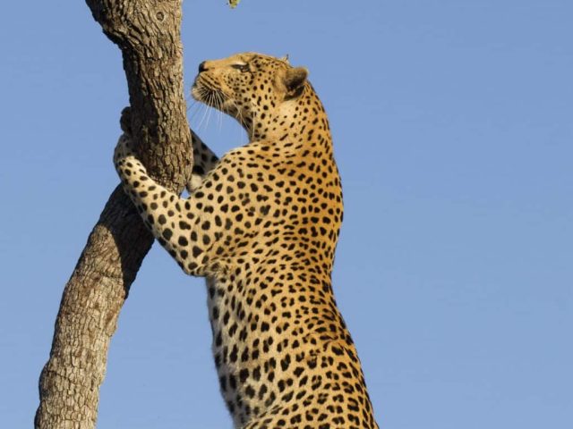 Kenya Safari: The Complete Guide to the Mara, Conservancies and Beyond