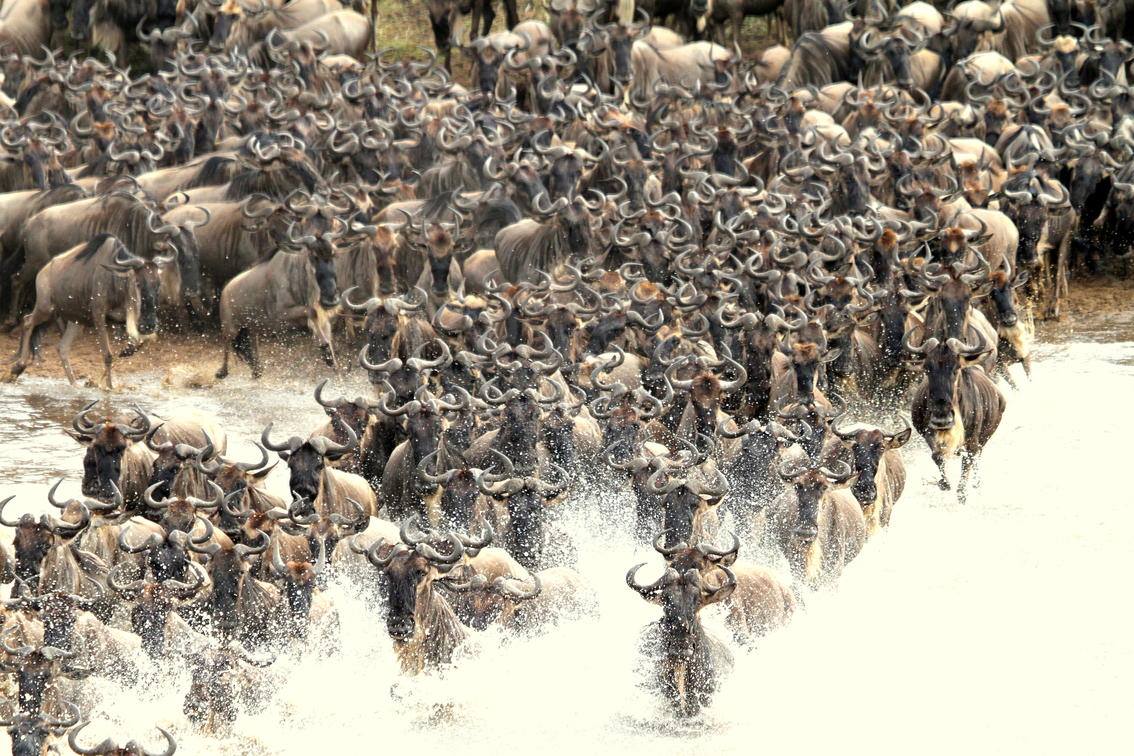 Serengeti https://www.safariventures.com/wp-content/uploads/Serengeti.jpg