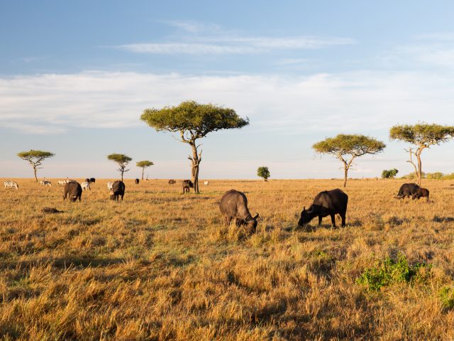 Africa Safari Seasons: What You’ll See Month by Month (and Where to Go)