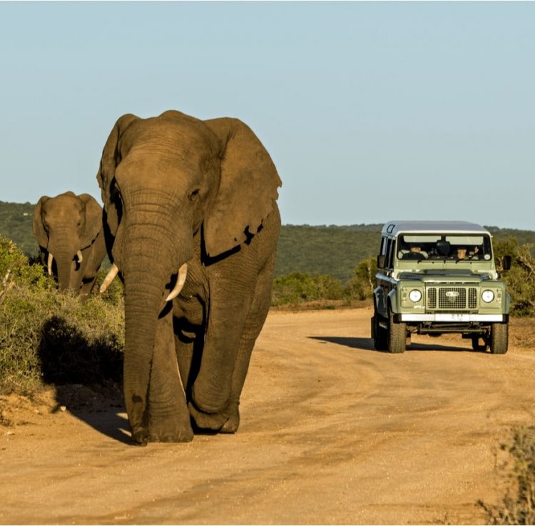 Zuid-Afrika-Shutterstock3-750x737-c https://www.safariventures.com/wp-content/uploads/Zuid-Afrika-Shutterstock3-750x737-c.jpg