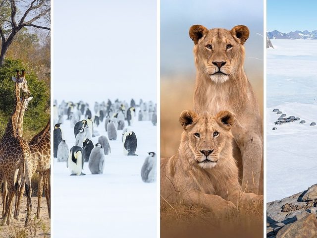 What to Pack for a Combined South Africa Safari and Antarctica Journey