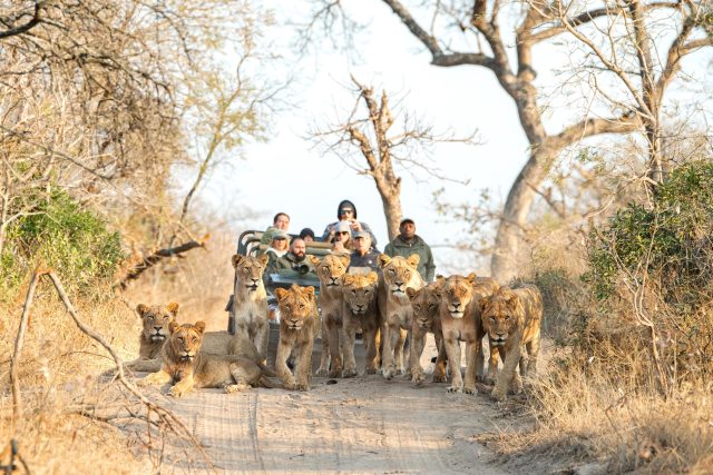 lions https://www.safariventures.com/wp-content/uploads/lions-1-640x427.jpg