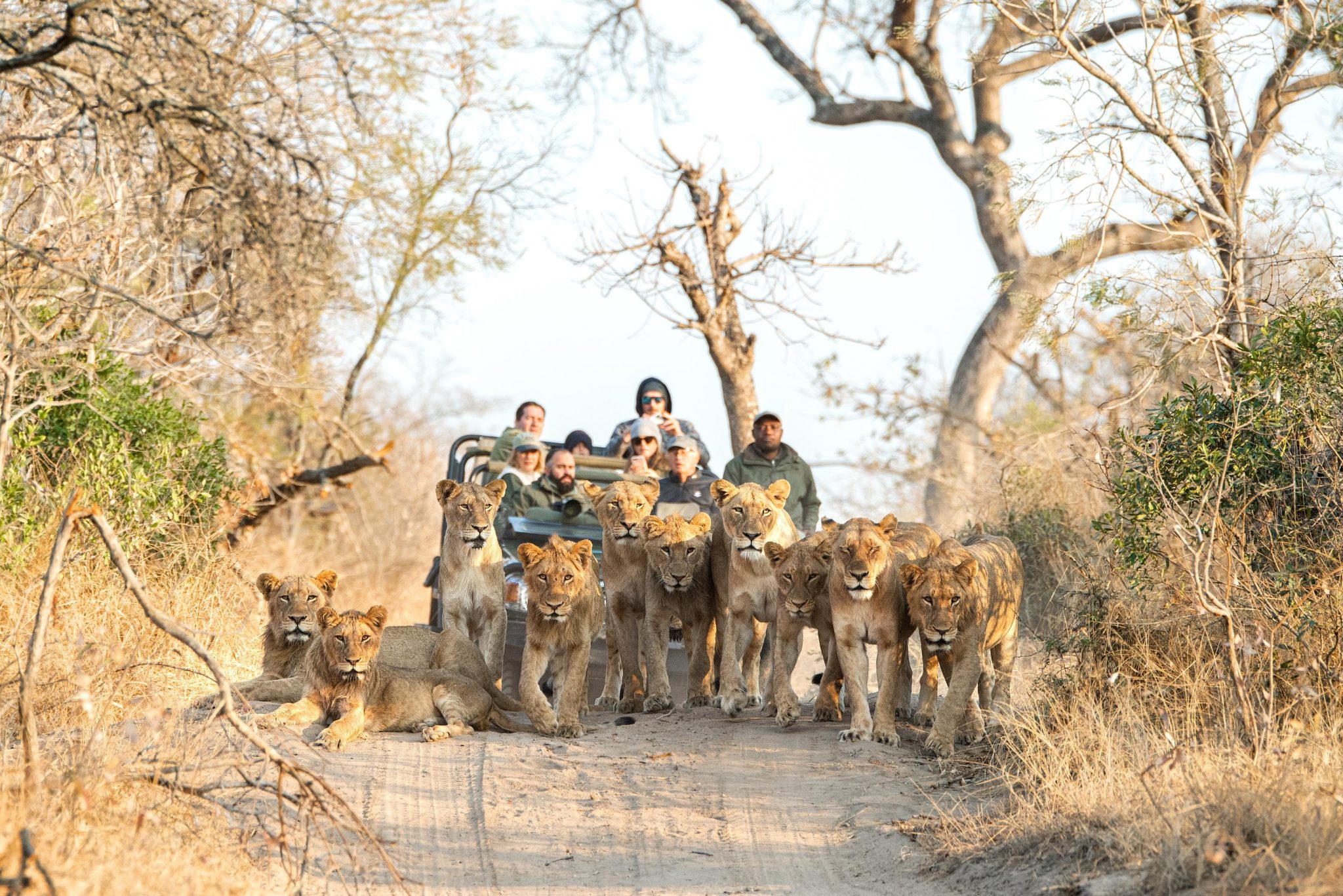 lions https://www.safariventures.com/wp-content/uploads/lions-scaled.jpg