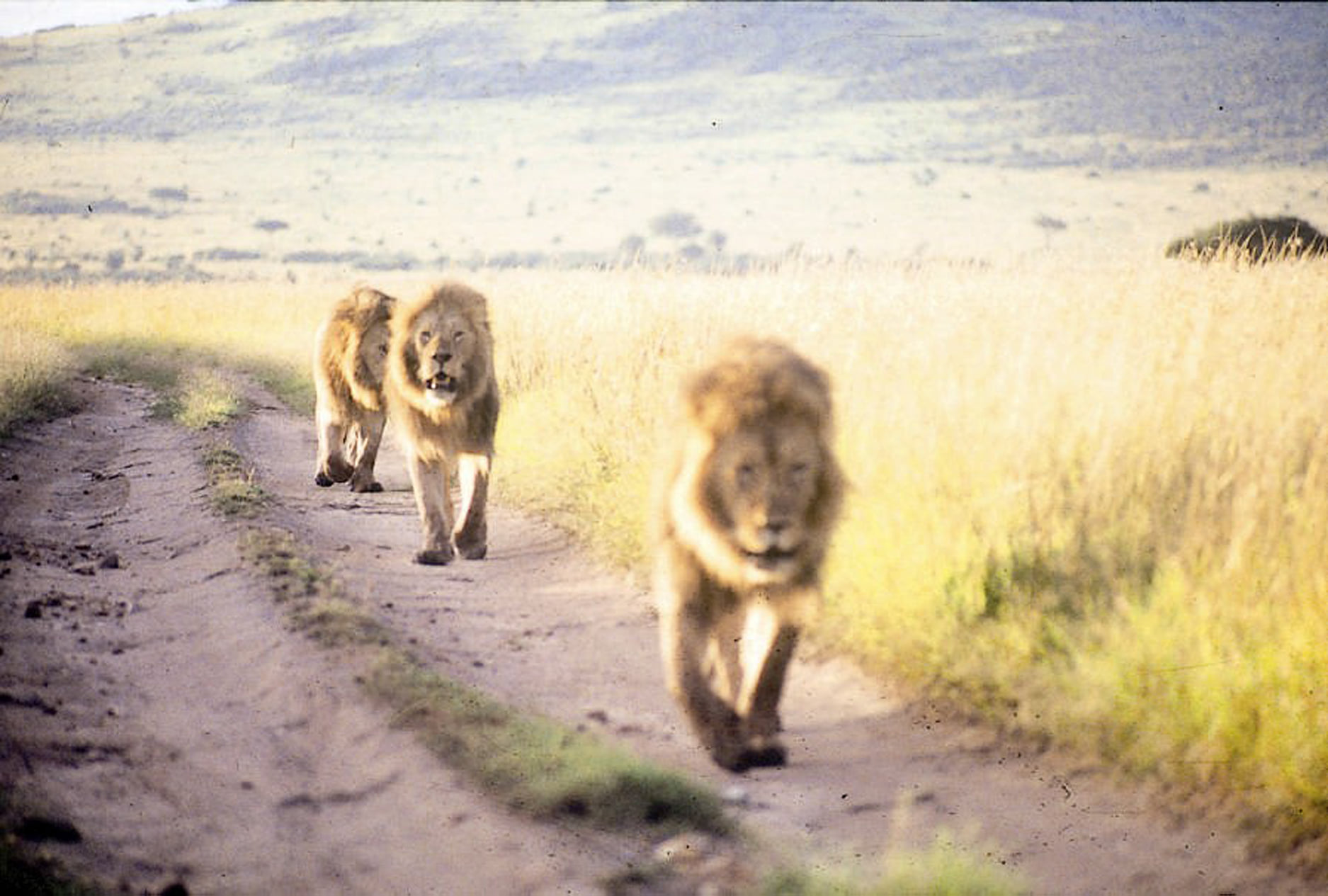 n2 https://www.safariventures.com/wp-content/uploads/n2.jpg