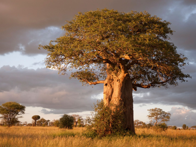 How to Experience Africa’s Big Five Without Fighting Tourist Crowds