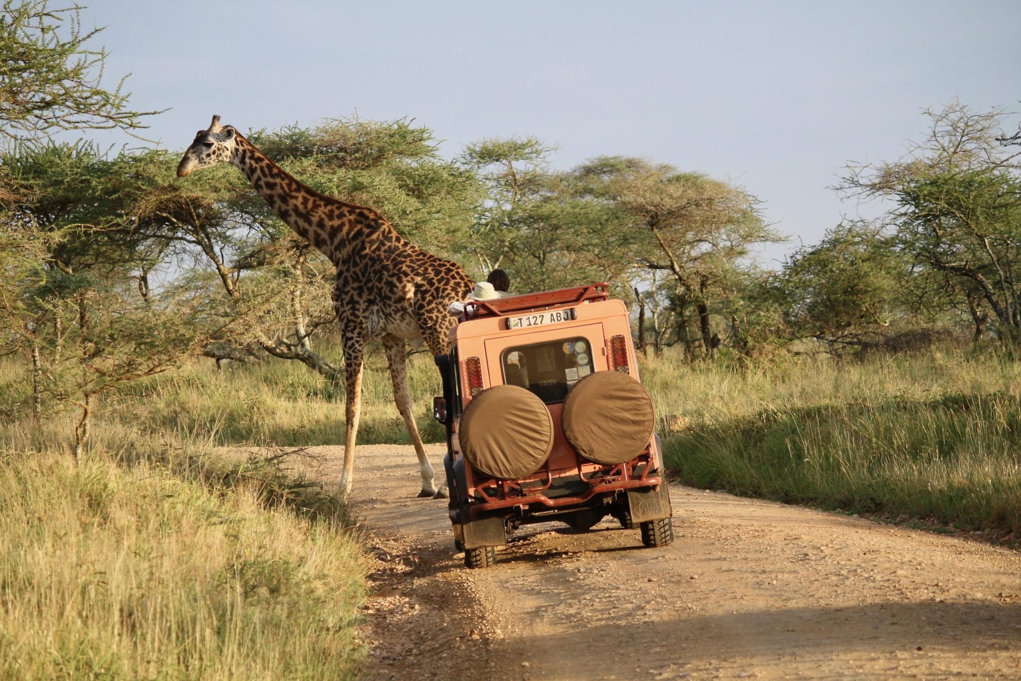 Tanzania 2011 A safari jeep in driving through a tanzania safari, sighting a giraffe in the background