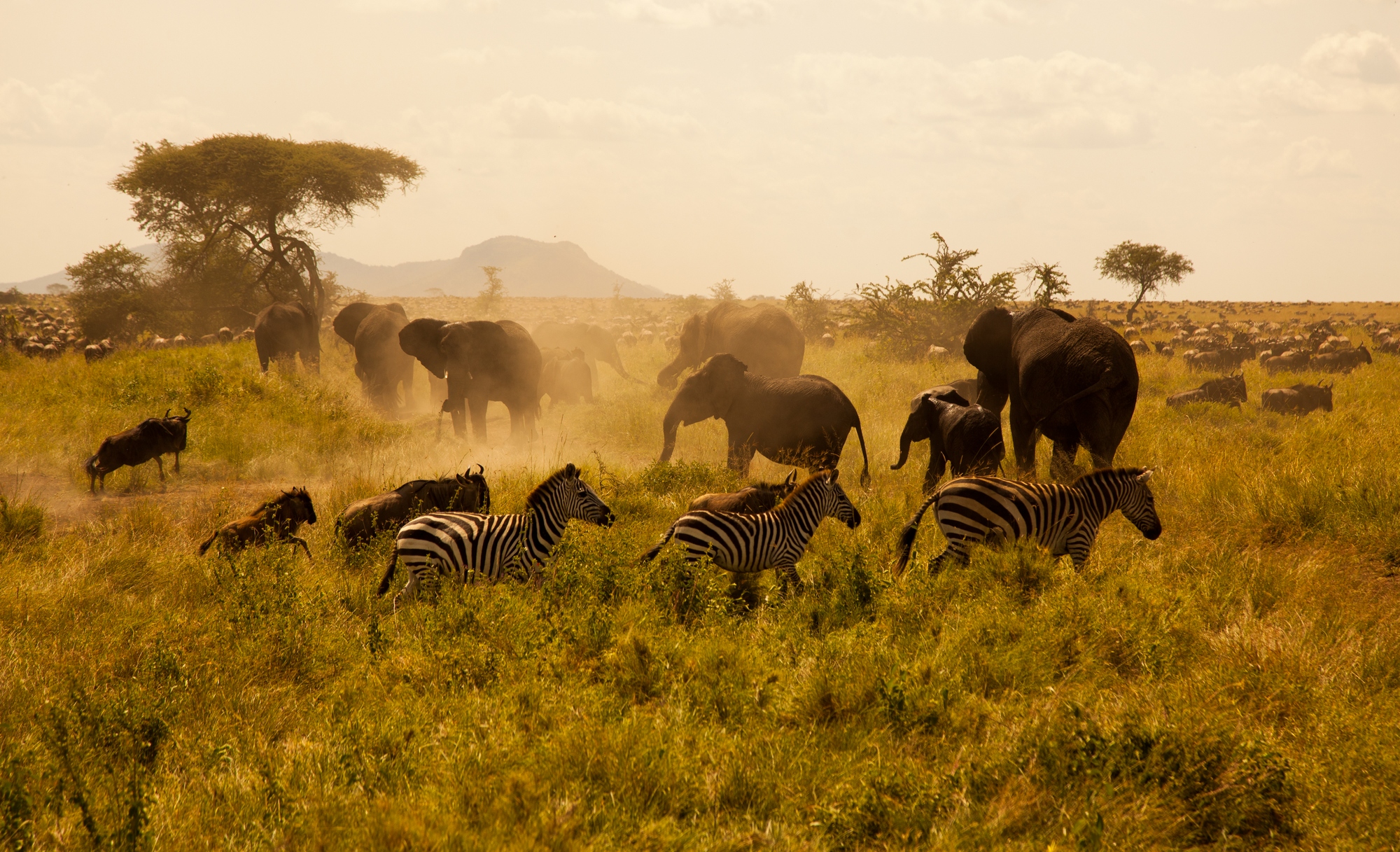 startfacebook https://www.safariventures.com/wp-content/uploads/startfacebook.jpg